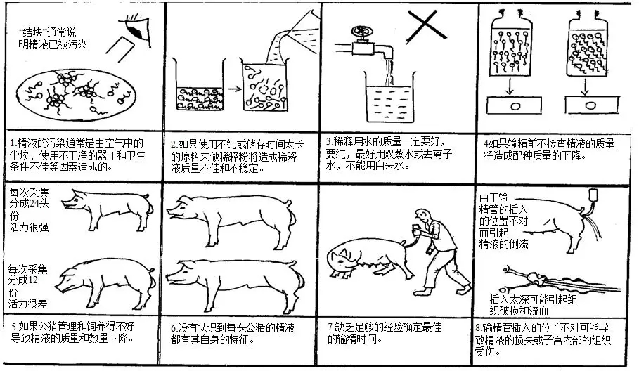 干货丨零基础教您给猪配种及配种后母猪的管理