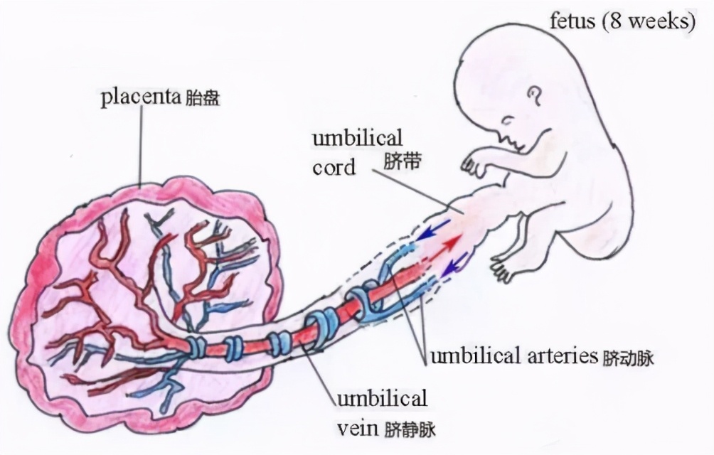 脐带血干细胞和脐带干细胞一样吗,脐带血干细胞属于什么干细胞类型