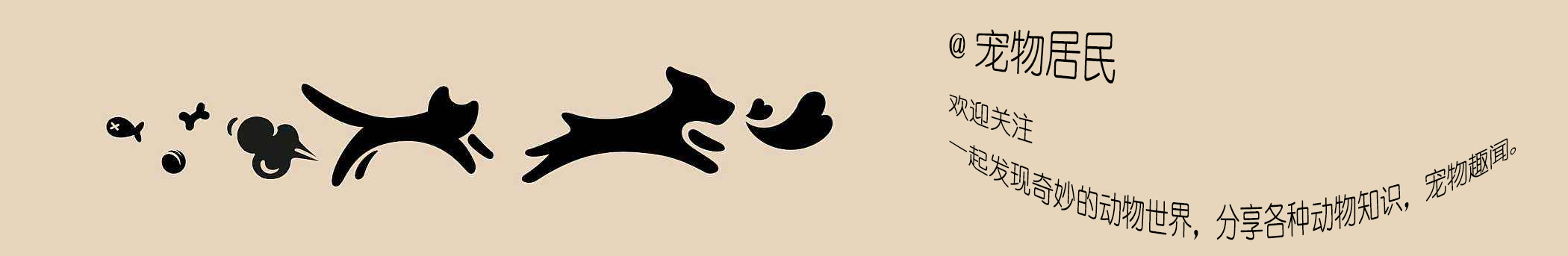 三把火哈士奇小狗,三把火哈士奇双血统