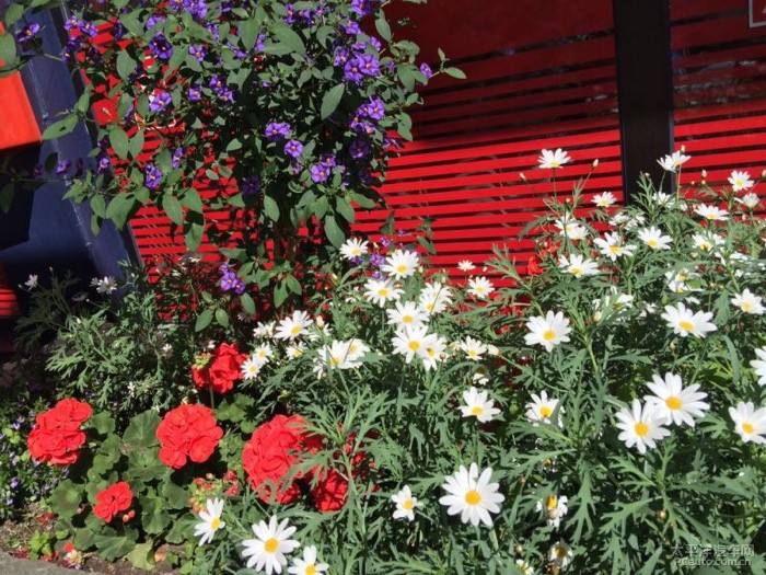 德国夫妻退休政策 (德国未婚孩子退休金)