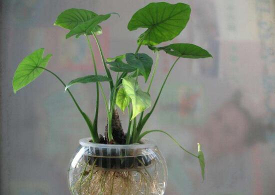 滴水观音放卧室对人体有什么伤害,滴水观音放在房间里对身体有害吗