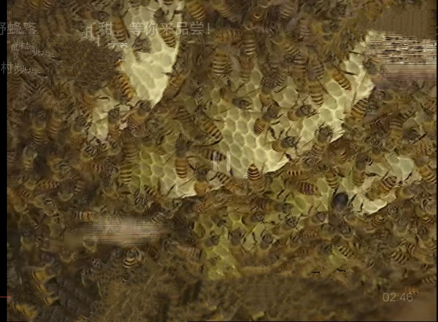 摘野生蜂窝吃蜜,荒山野岭野生蜂窝