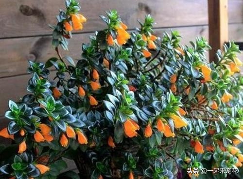 金鱼吊兰怎么养才能长得更茂盛,金鱼吊兰怎样养才能养得更茂盛