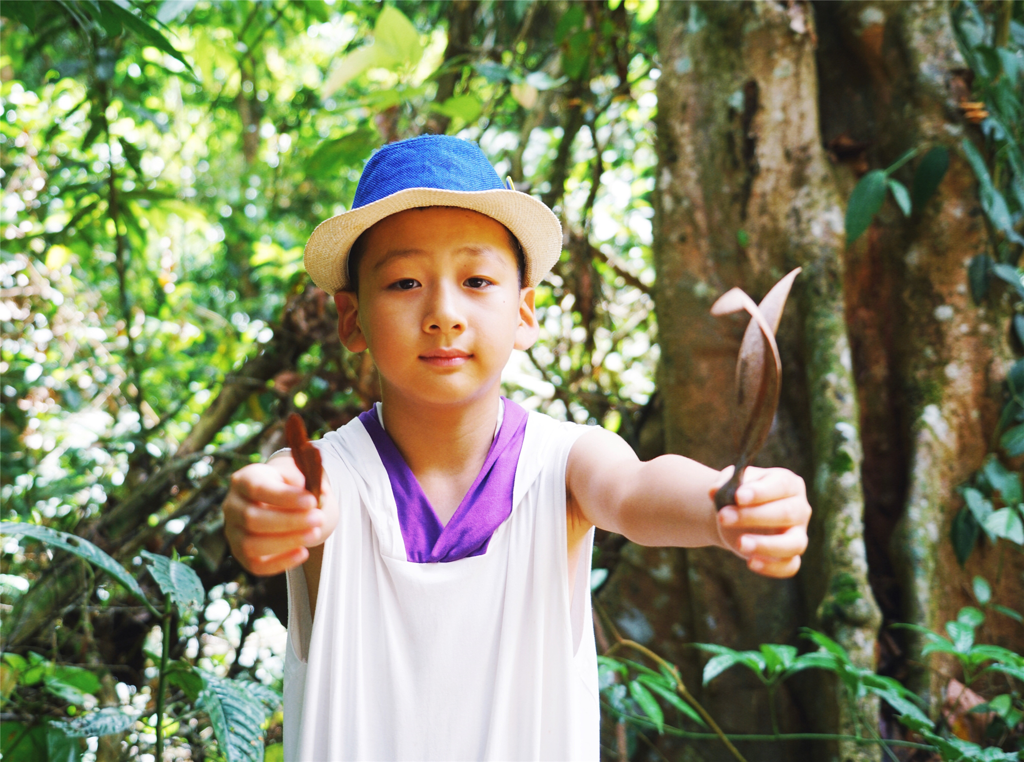 西双版纳望天树有多高,西双版纳望天树攀爬