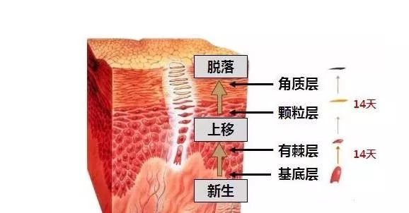 毛孔粗大原因及如何改善,毛孔粗大爱出油是什么原因