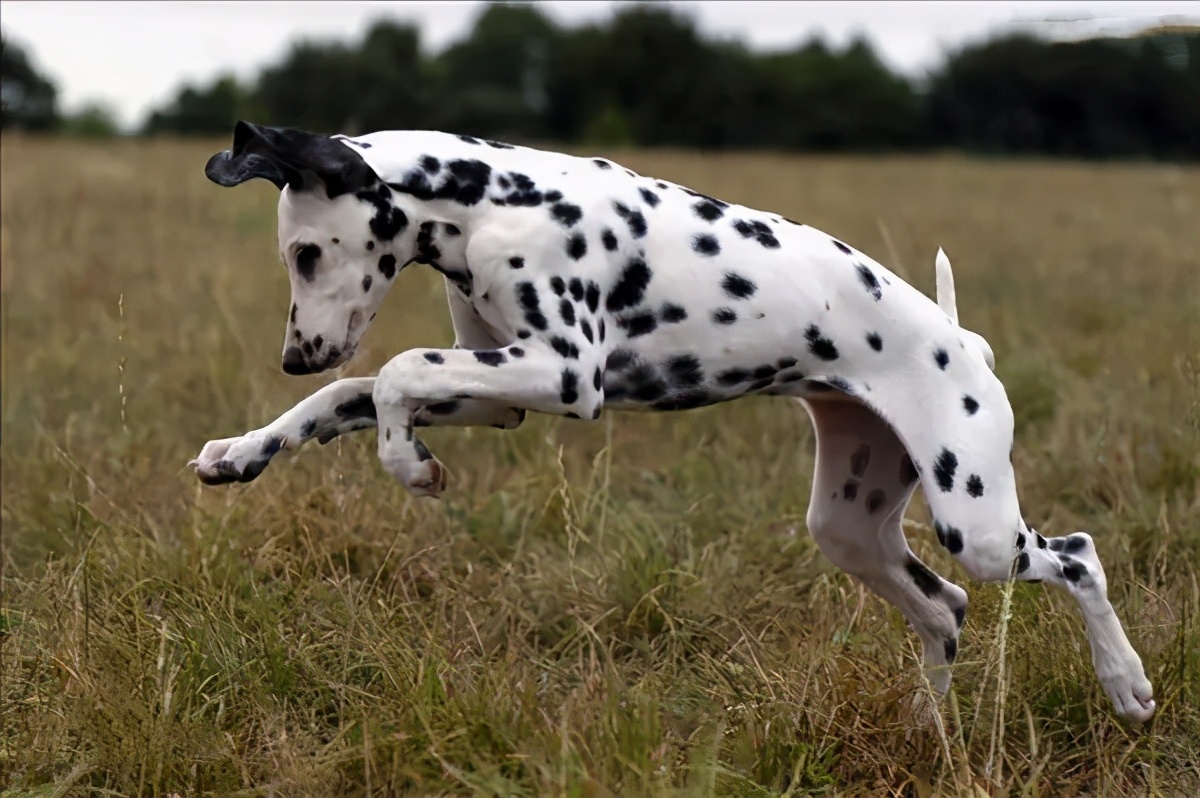 101斑点狗进化史,101斑点狗中哪些是亲生的狗狗