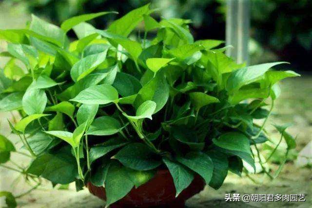 绿萝剪掉后怎么才能爆盆,怎样让绿萝快速爆盆长藤