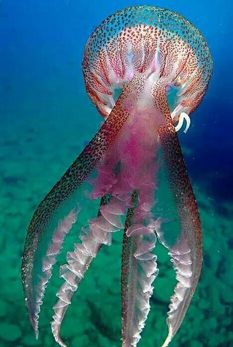 五彩斑斓的海底,五彩缤纷的海底世界介绍