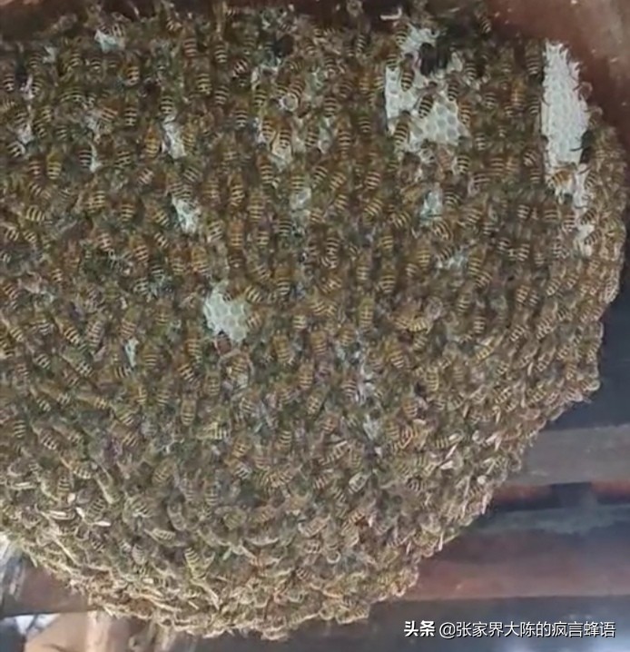 养中蜂为什么要用塑料纸做蜂布,中蜂夏天如何盖覆布