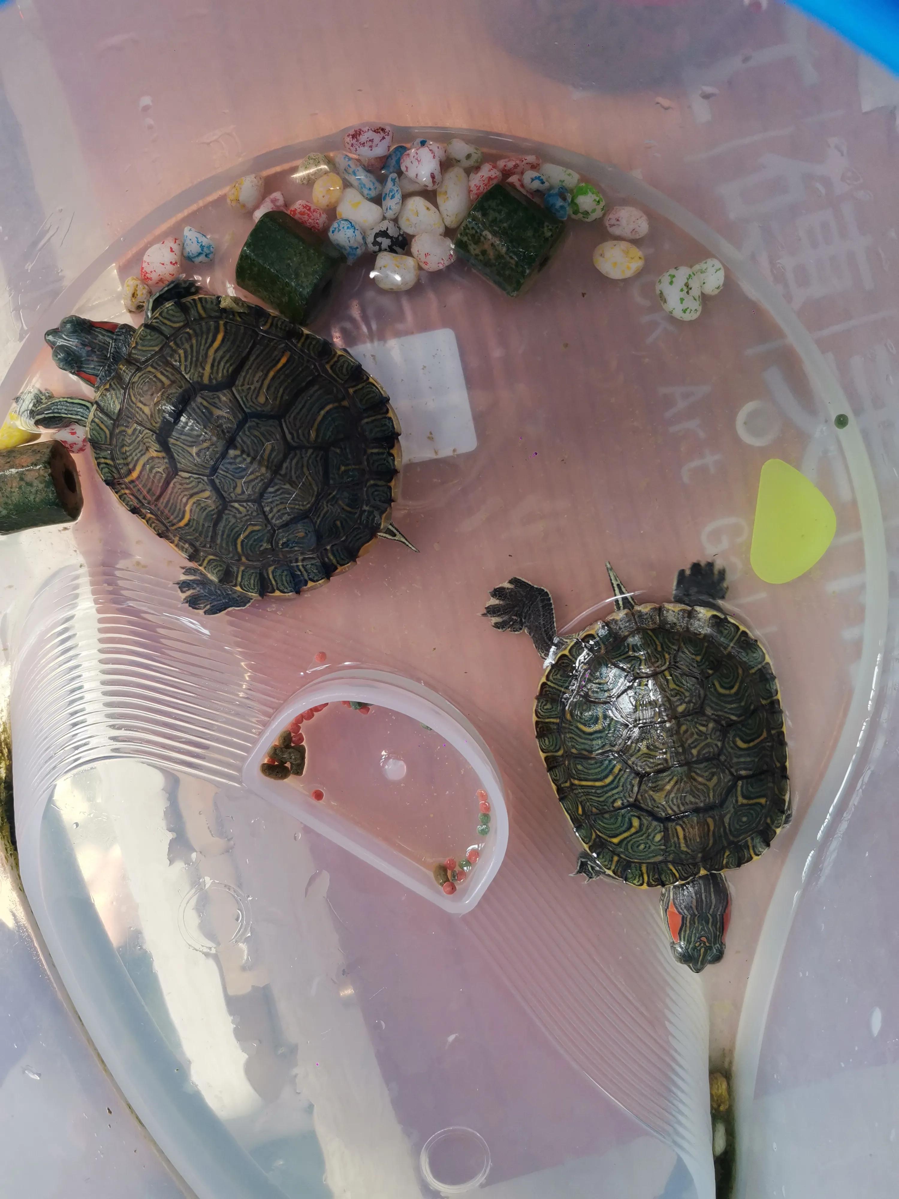 治疗巴西龟的眼睛