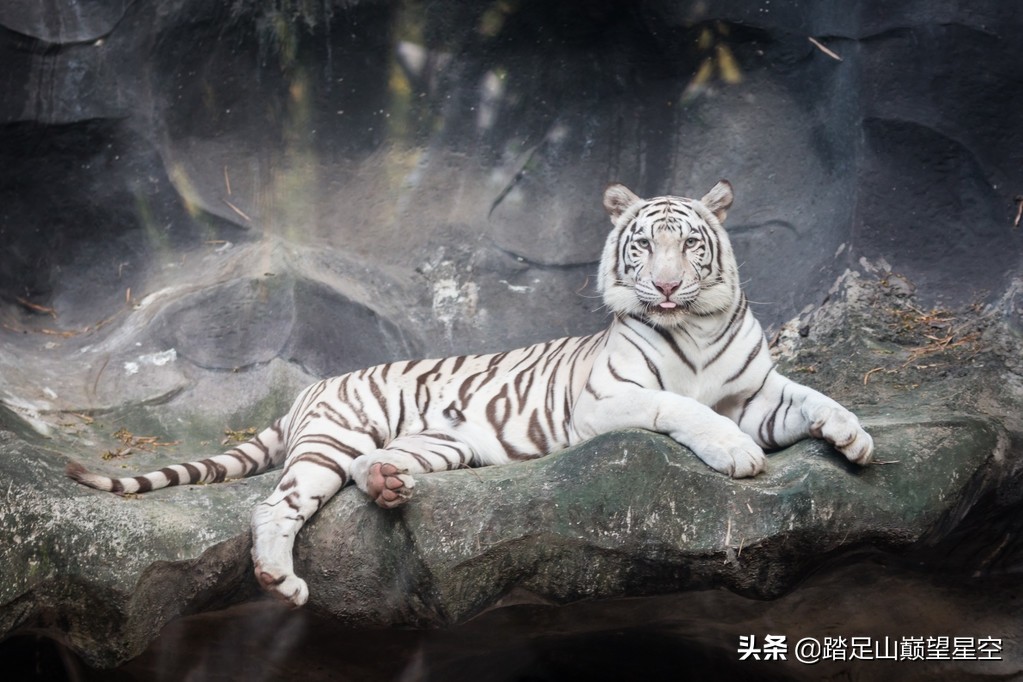 四大神兽白虎被四大凶兽谁杀死了,四大神兽和四大凶兽分别是哪些