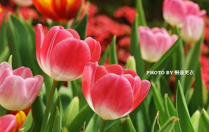 25种常见有毒的花草树木,警惕50种有毒植物