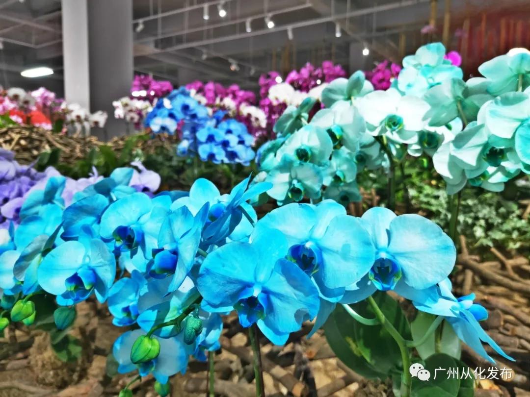 广州从化打造现代花卉产业,从化花卉产业基地