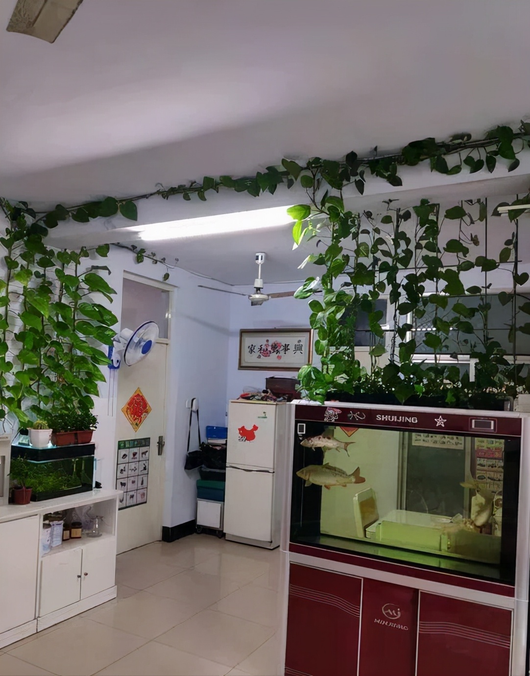 盆栽绿萝怎么浇水施肥,绿萝可以用鱼缸水施肥吗