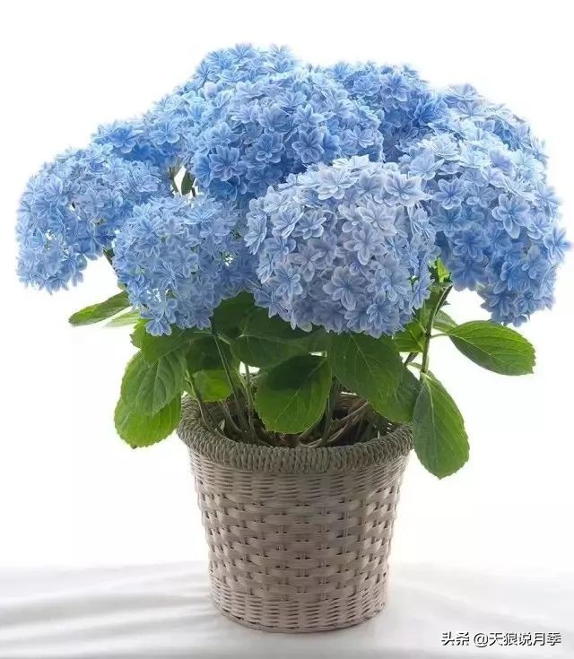 绣球季家里不缺花，全场8折迎初夏