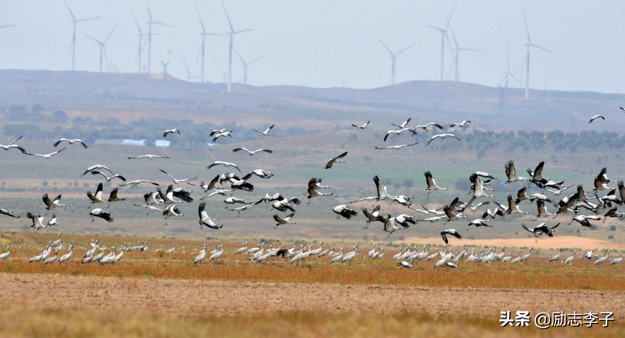 宁夏候鸟,候鸟监测简报