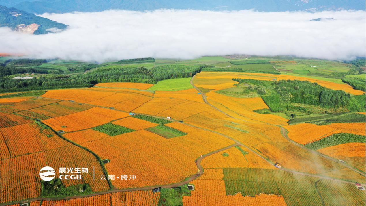 晨光生物叶黄素多少钱一吨,叶黄素价格走势分析