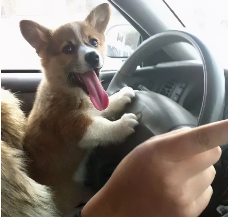 当你养了柯基时，等于拥有了挖掘基、战斗基、老司基等8只基