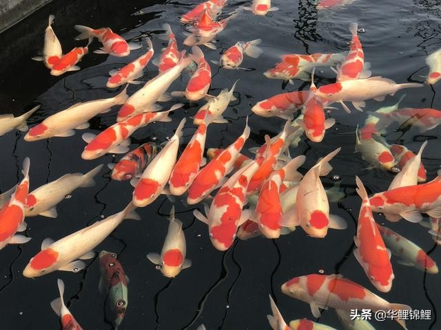锦鲤鱼池怎样过滤水质好,锦鲤养殖溶氧率多少