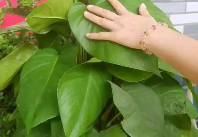 大叶绿萝养护方法及注意事项,大叶绿萝柱浇完水第二天就黄叶