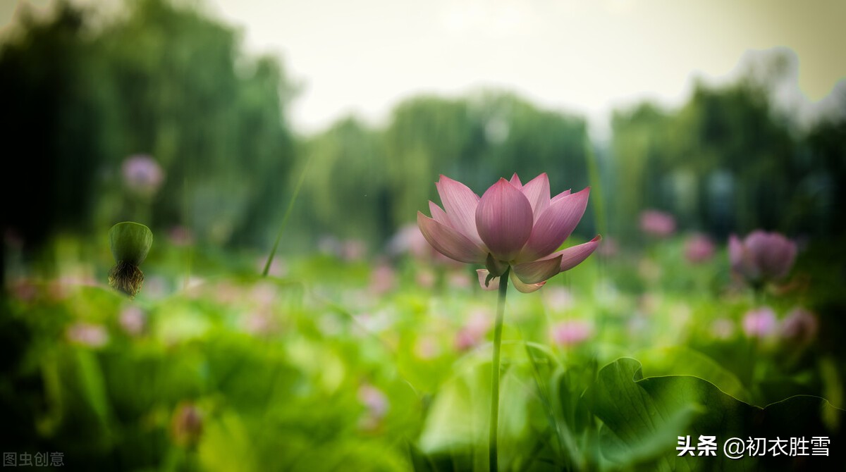 陆游荷花诗句,陆游五言绝句全文