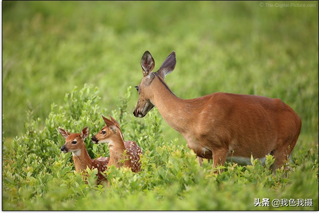 佳能ef400mmf5.6l镜头,佳能ef600mm1代镜头