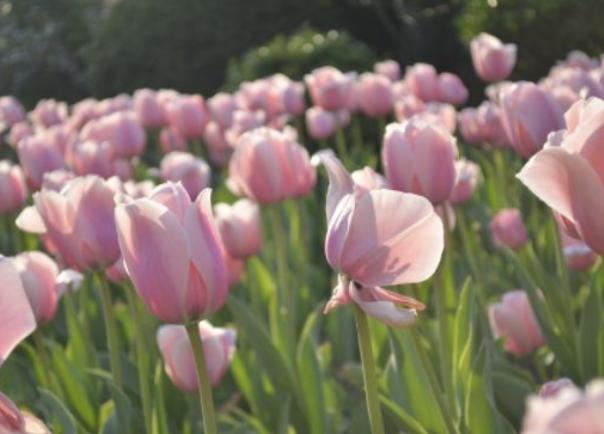 花开成景花开成诗,花开成景花落为诗