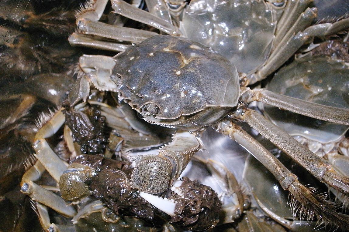 螃蟹选公蟹还是母蟹,买螃蟹怎么挑选公蟹比较肥