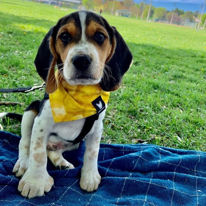 四只耳朵的猫有多稀有,四只耳朵的猫科动物