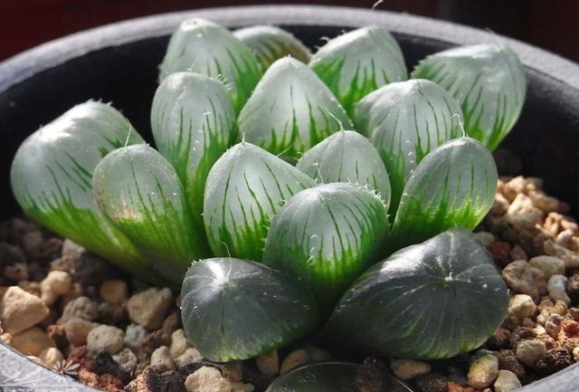 这些多肉因颜值入坑,什么系的多肉颜值高皮实好养