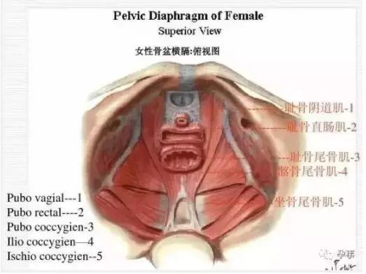 产后4个月做骨盆闭合后疼到跪地：这样做骨盆修复都是在坑妈