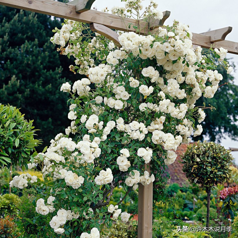 最好种植的藤本月季，种下一颗小苗，收获一片花海