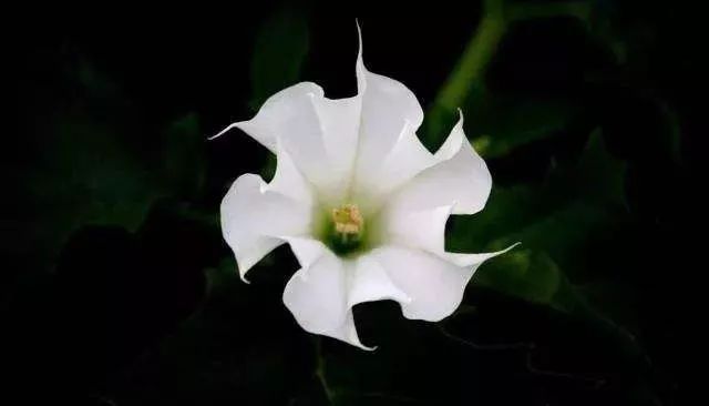 孙二娘的“*汗蒙**药”里到底有没有那玩意儿？