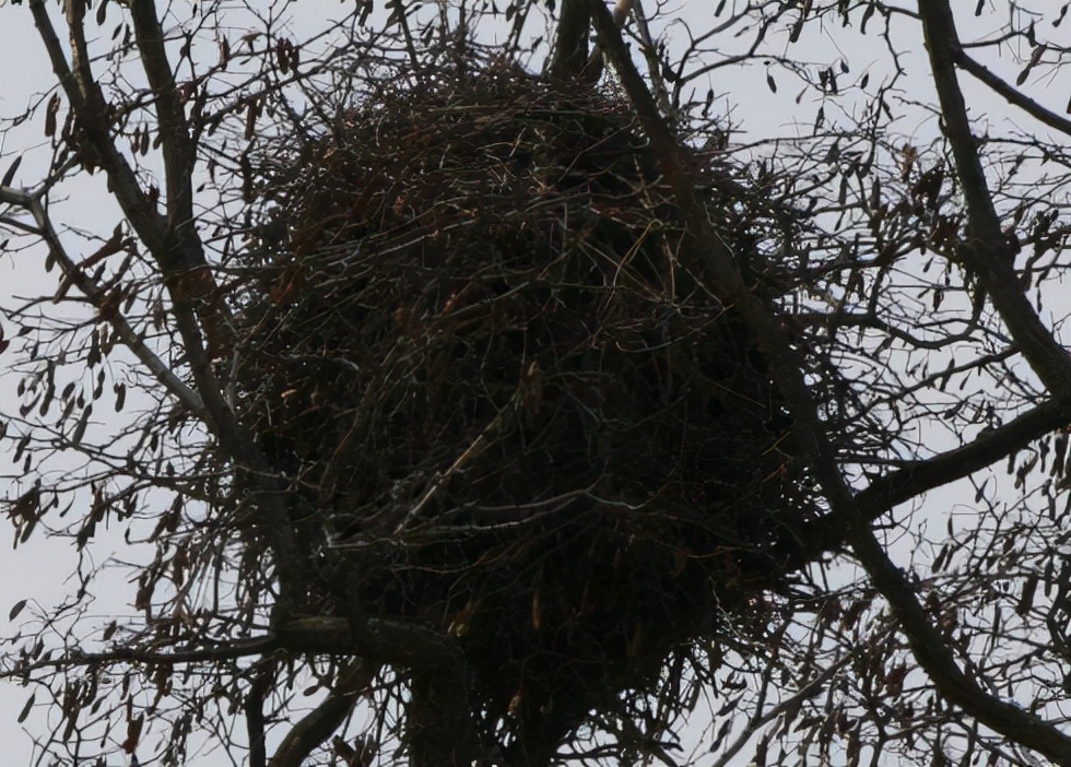 灰喜鹊有多听话,灰喜鹊有哪些特点