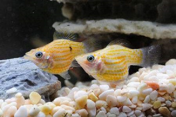 冬天养鱼加热垫好还是加热棒好,冬天大水缸室外养鱼用不用加热棒