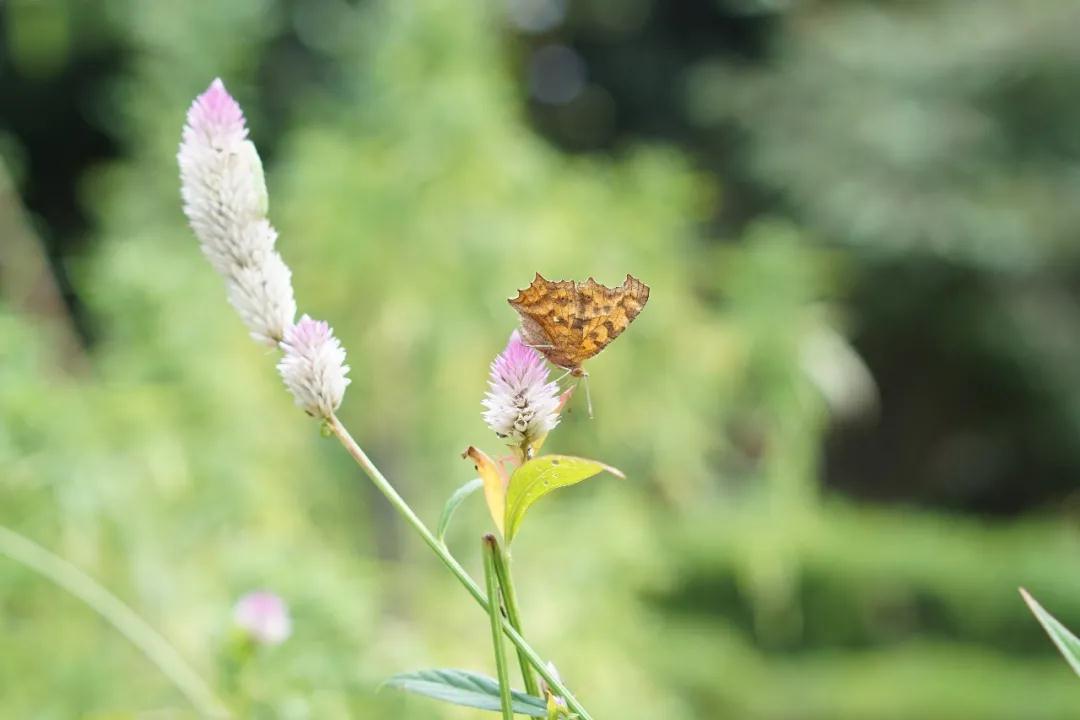 中国的植物多样性保护,全国林草生物多样性保护成就展