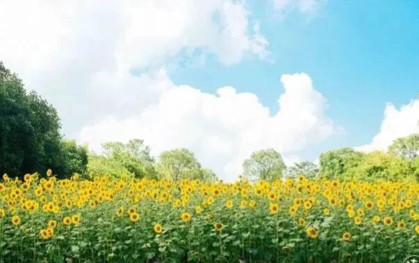 深圳花海公园推荐景点有哪些,深圳花海公园地址在哪里