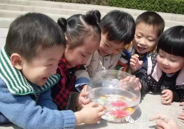 十大适合孩子养的宠物,家里有孩子适合养什么宠物