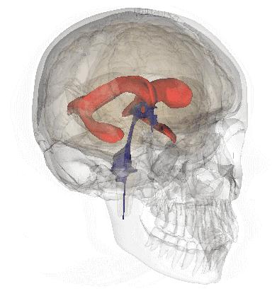 人体神经系统完整解剖图,超全神经系统解剖图近乎完美