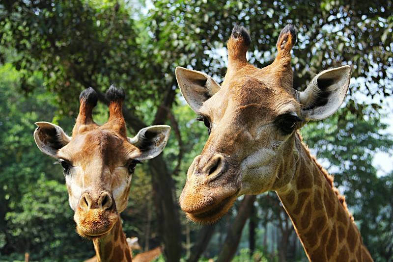 广州长隆好玩还是珠海长隆好,广州长隆和珠海长隆哪个好玩一些