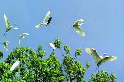 七绝夏日风光,七绝湖上白鹭翩翩飞