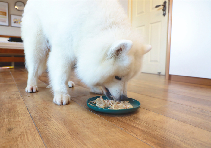 水泡的狗粮营养会不会流失,狗粮每次都需要水泡吗