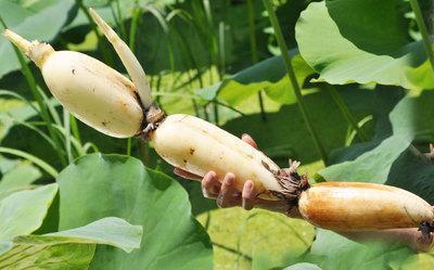 莫奈作品高清大图名画睡莲,莫奈的画高清大图睡莲