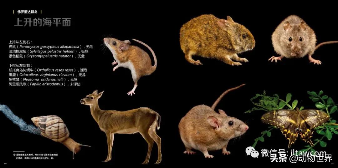 守护生物多样性,请继续保持我们的生物多样性