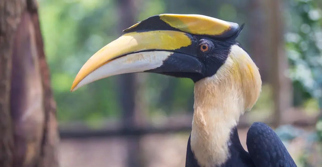 春节广州长隆野生动物世界攻略,广州长隆野生动物世界旅游攻略