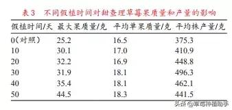 草莓育苗假植视频,草莓假植苗多少天能栽