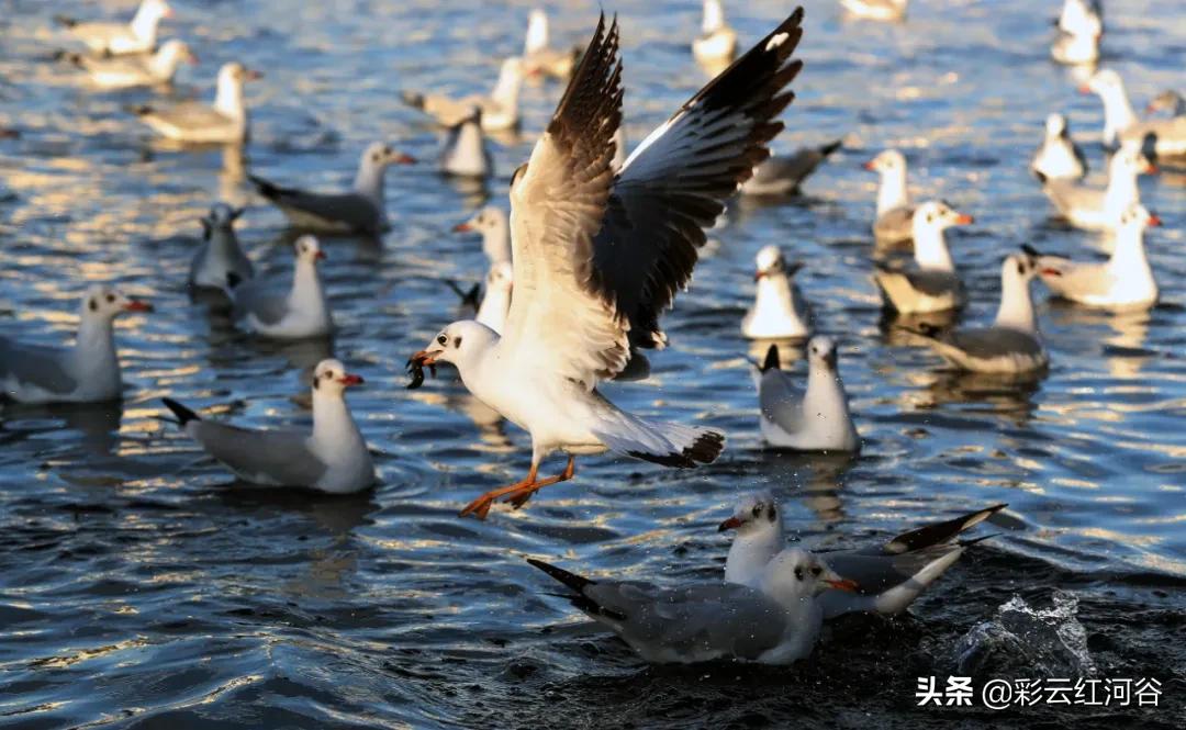 中国云南哪里好看,云南的云彩为什么好看