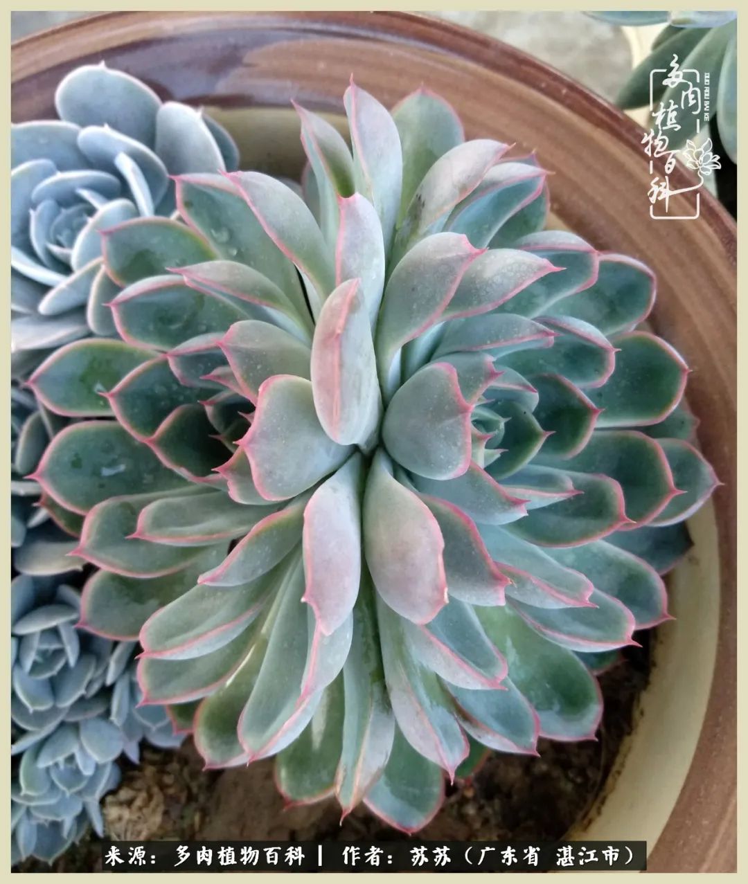 不要辜负与多肉的美好时光,多肉可以给人岁月静好的感觉