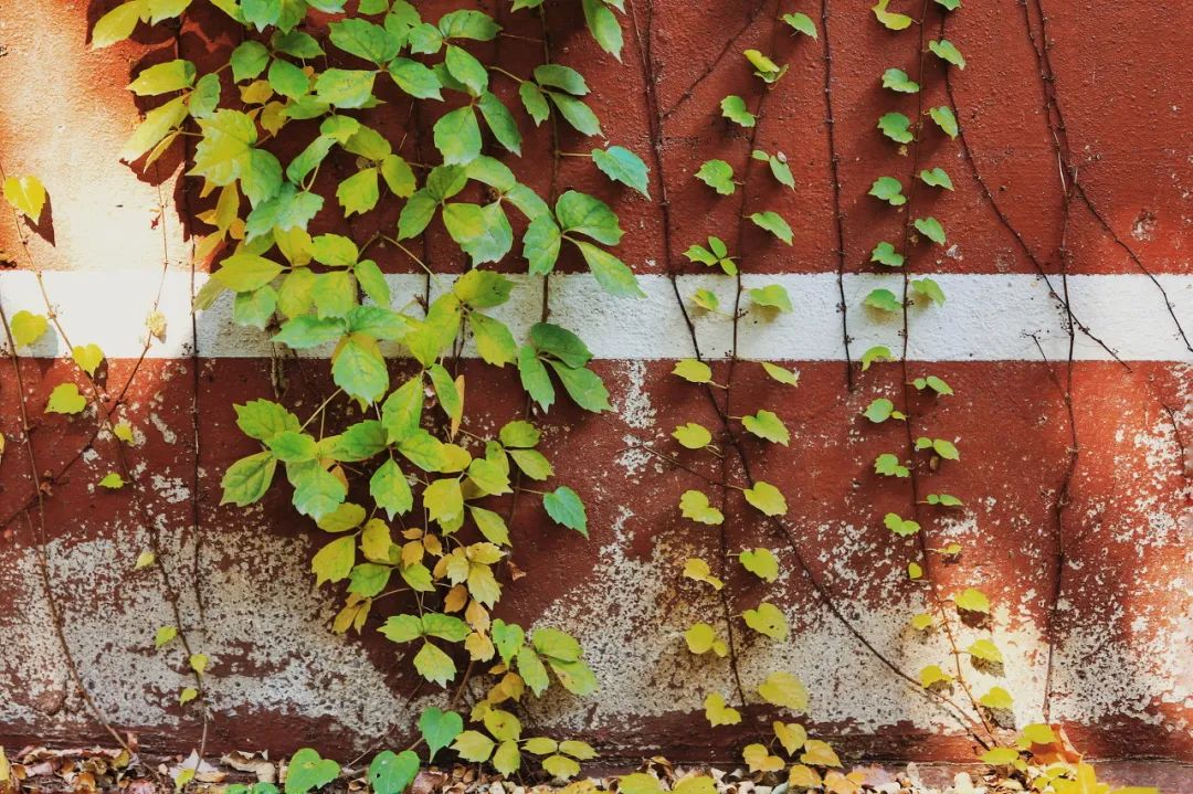 旅游三亚和厦门哪个更值得去,三亚和厦门哪一个更值得去旅游