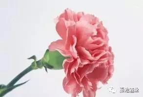 母亲节的由来和习俗,中国人母亲节的由来